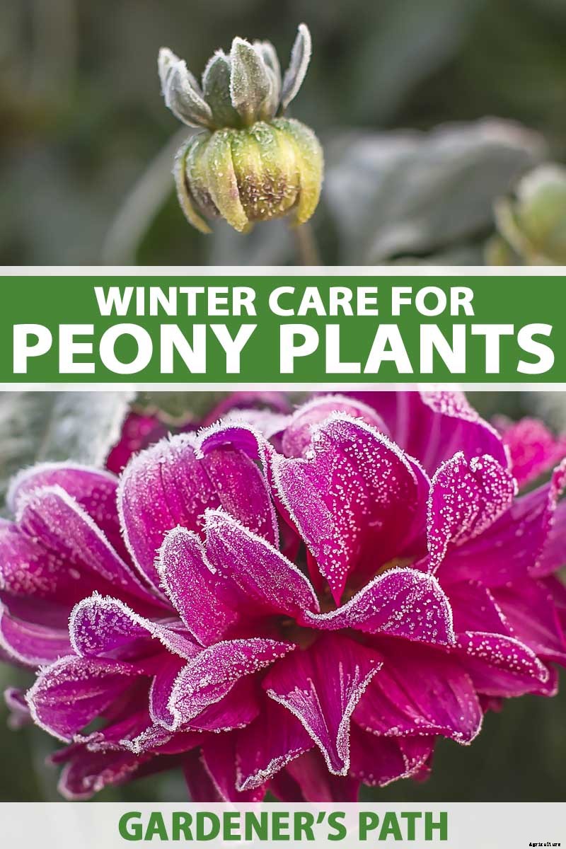 How to Care for Peony Plants in Winter