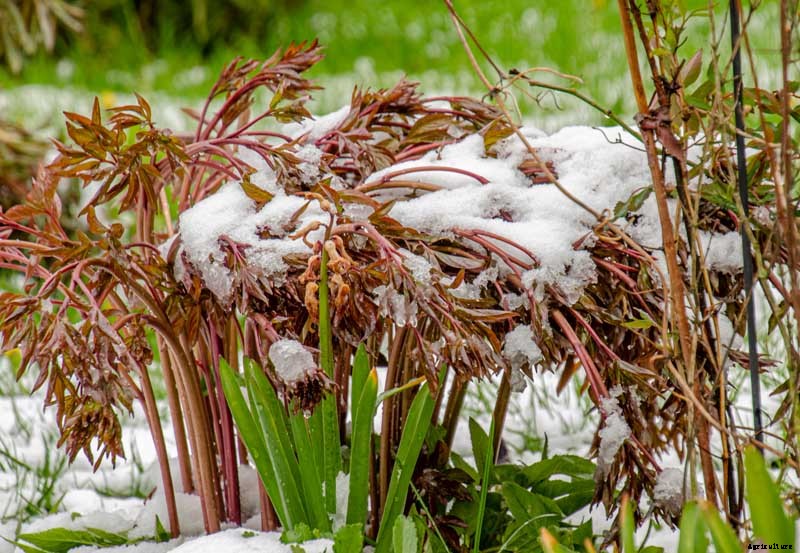 How to Care for Peony Plants in Winter