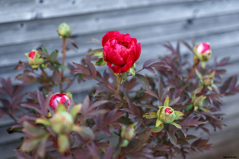 How to Care for Peony Plants in Winter