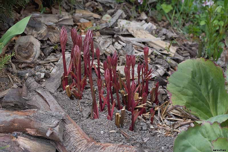 How to Care for Peony Plants in Winter