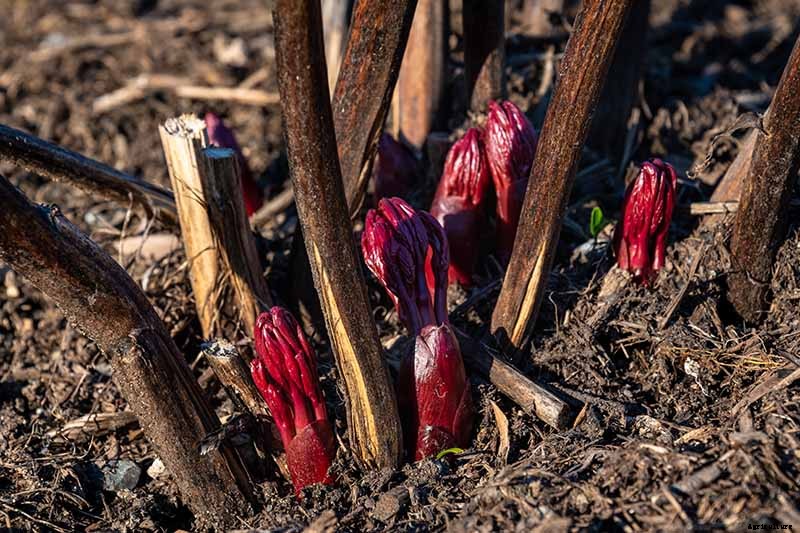 How to Care for Peony Plants in Winter