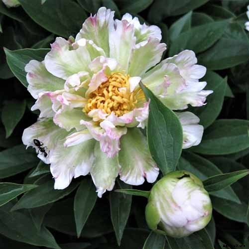 How to Care for Peony Plants in Winter