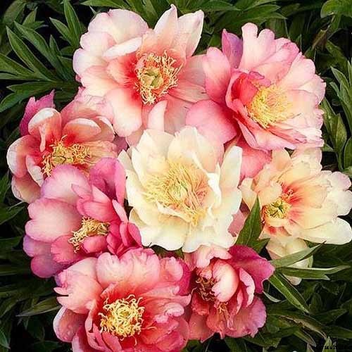 How to Care for Peony Plants in Winter