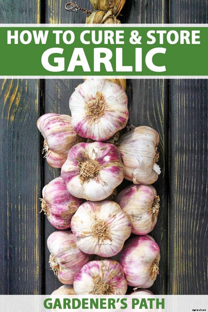How to Cure and Store Garlic from the Garden