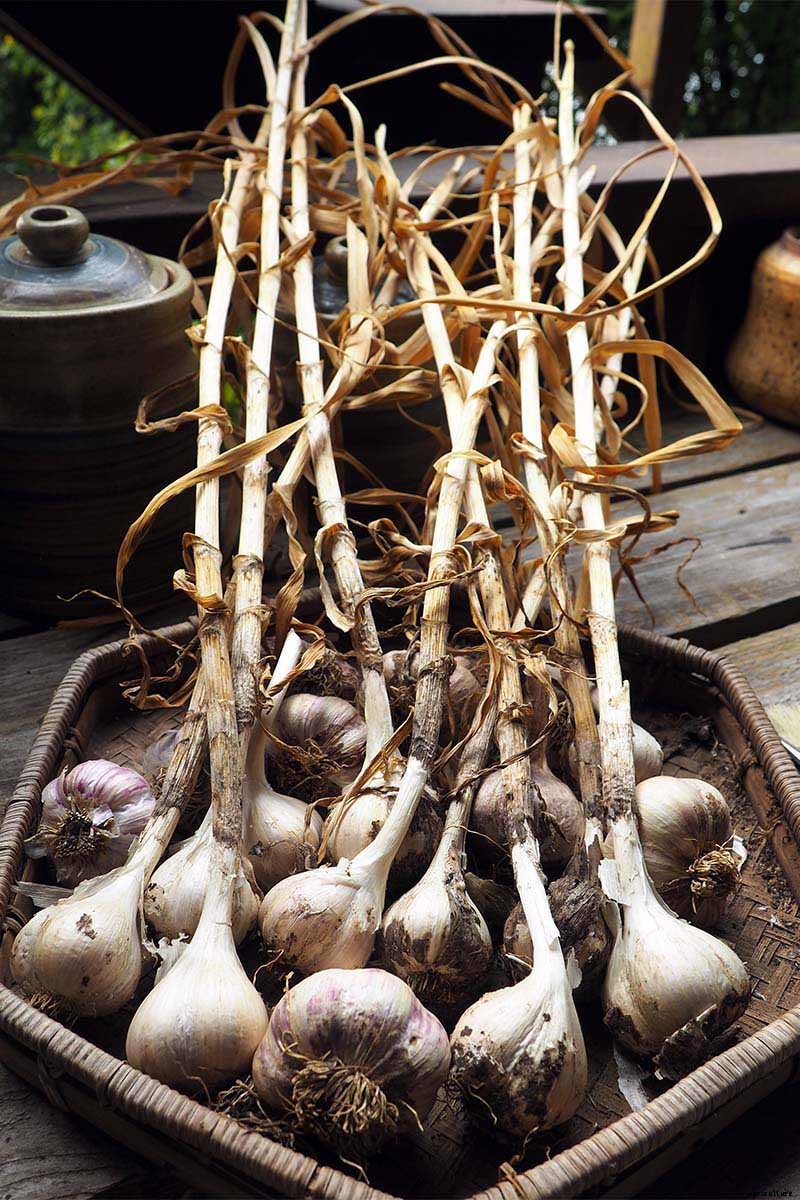How to Cure and Store Garlic from the Garden