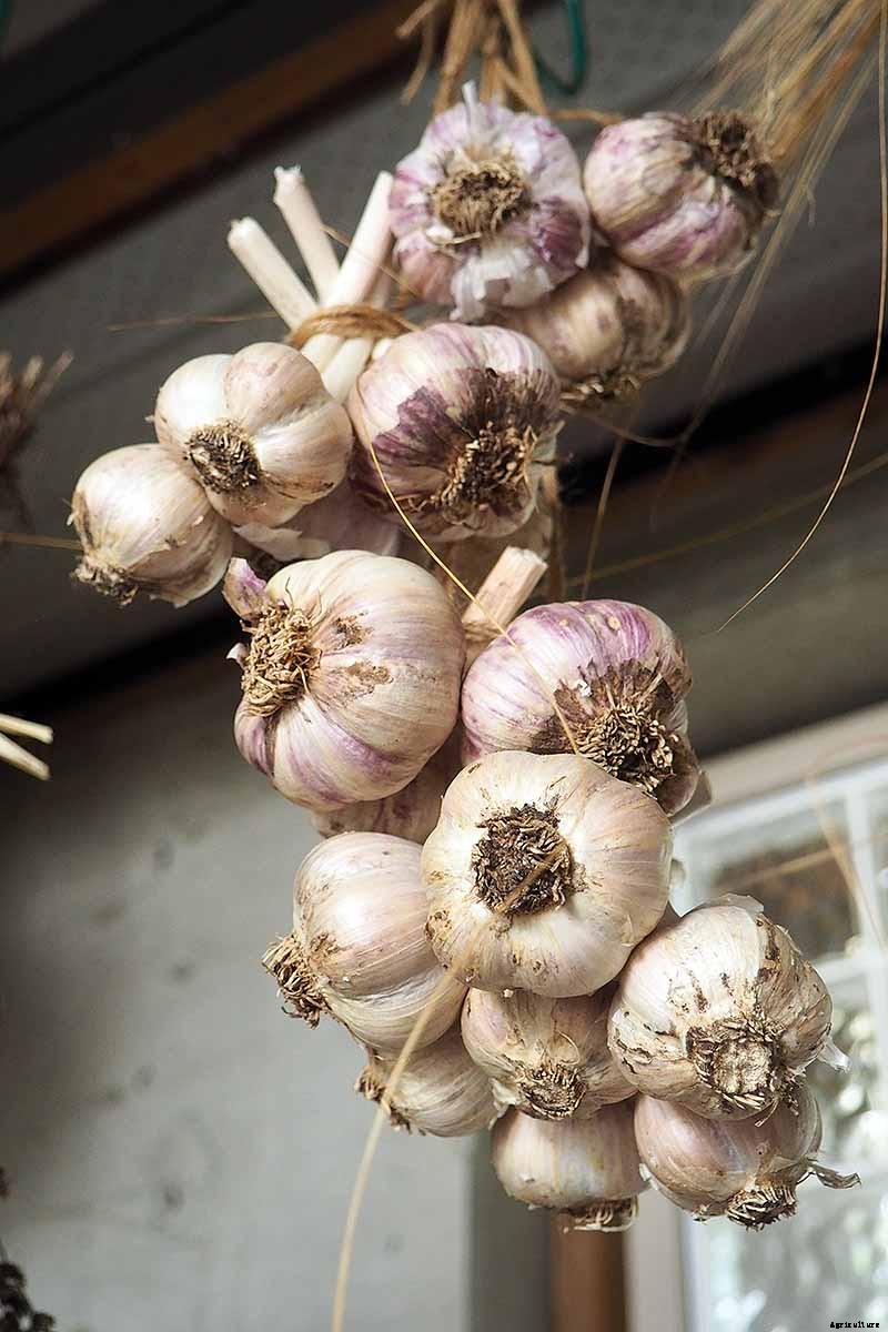 How to Cure and Store Garlic from the Garden
