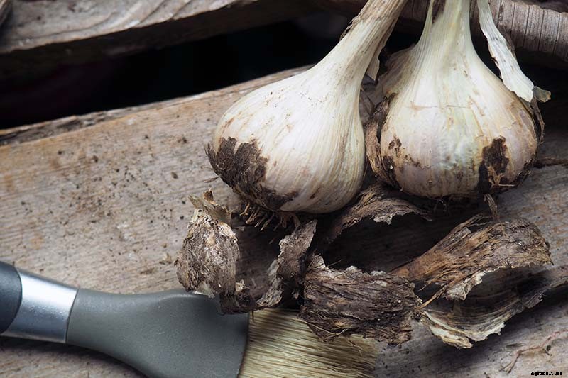 How to Cure and Store Garlic from the Garden