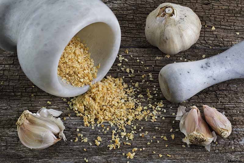 How to Cure and Store Garlic from the Garden