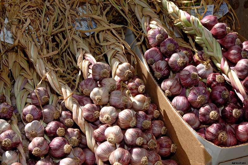 How to Cure and Store Garlic from the Garden