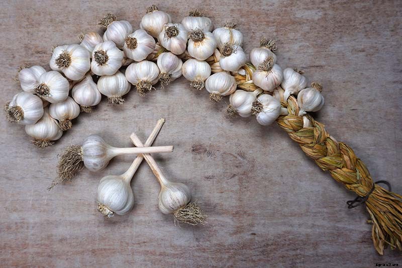 How to Cure and Store Garlic from the Garden