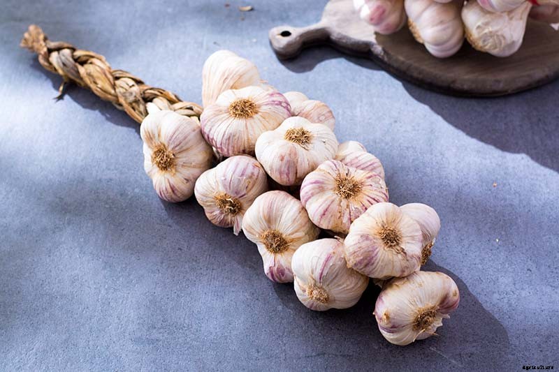 How to Cure and Store Garlic from the Garden