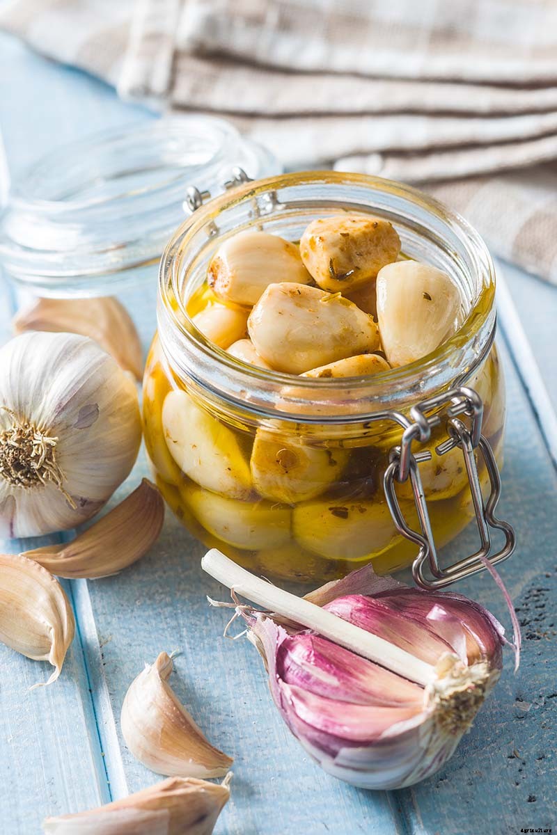 How to Cure and Store Garlic from the Garden