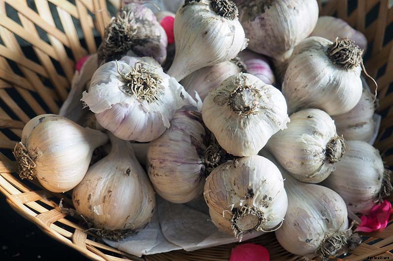 How to Cure and Store Garlic from the Garden