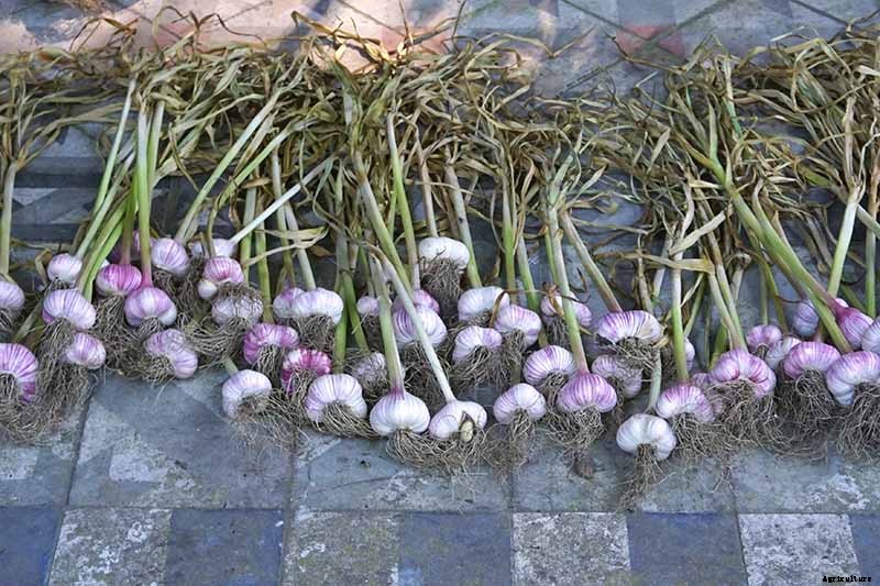 How to Cure and Store Garlic from the Garden