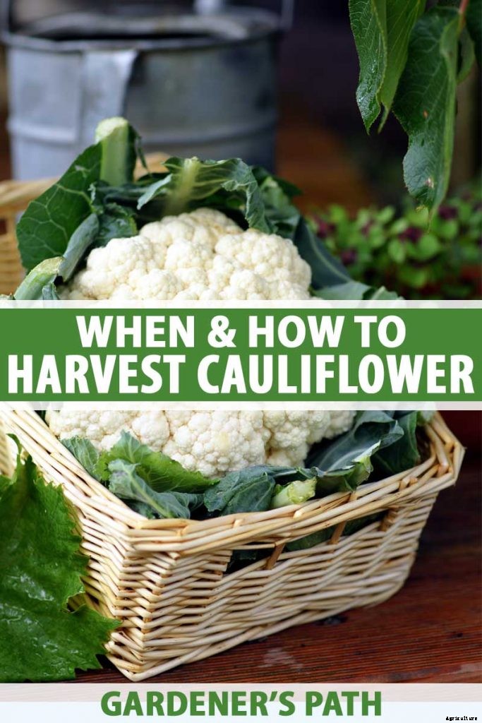 When and How to Harvest Cauliflower