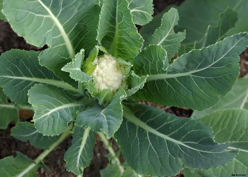 When and How to Harvest Cauliflower