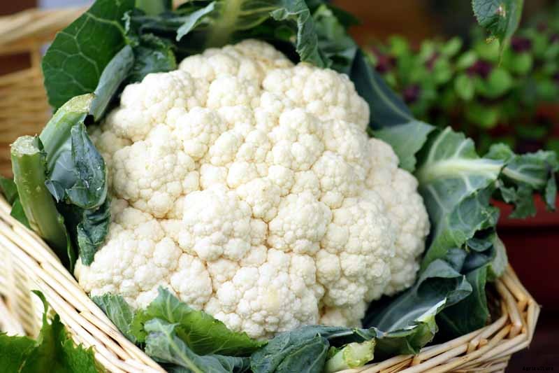 When and How to Harvest Cauliflower