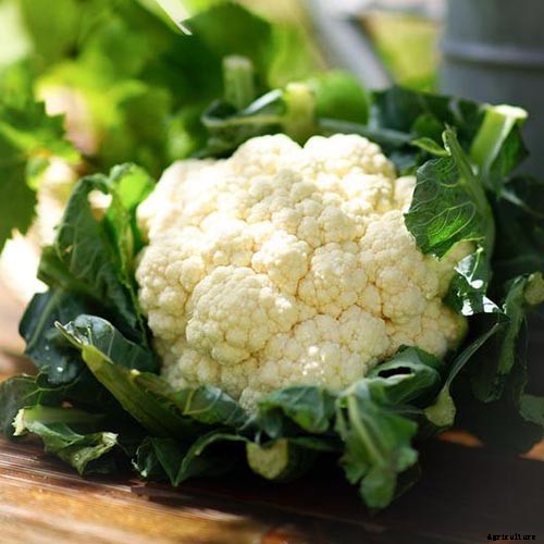When and How to Harvest Cauliflower