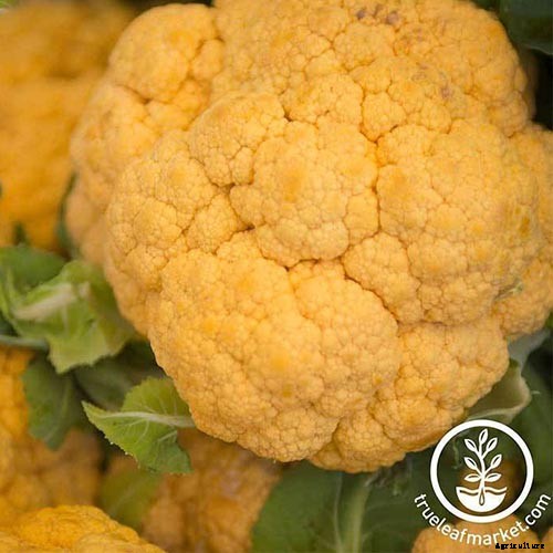 When and How to Harvest Cauliflower