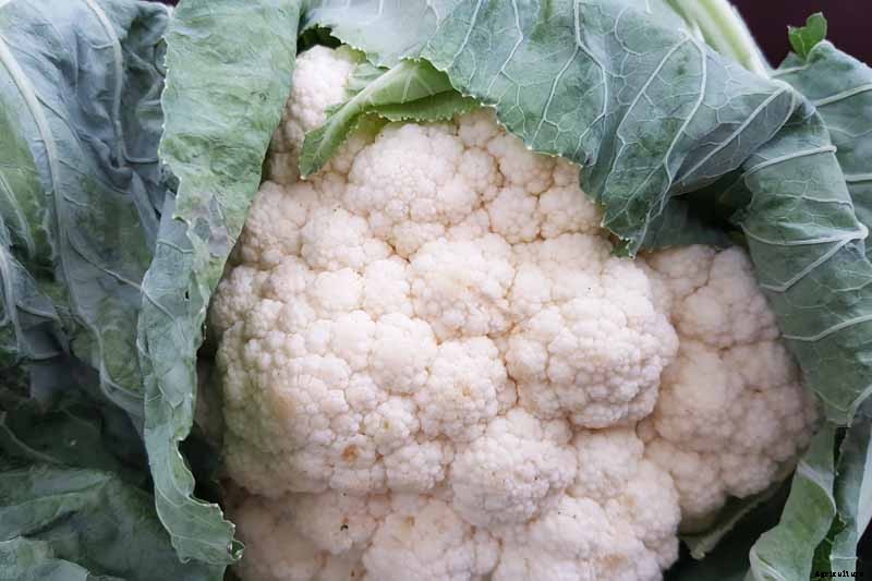 When and How to Harvest Cauliflower