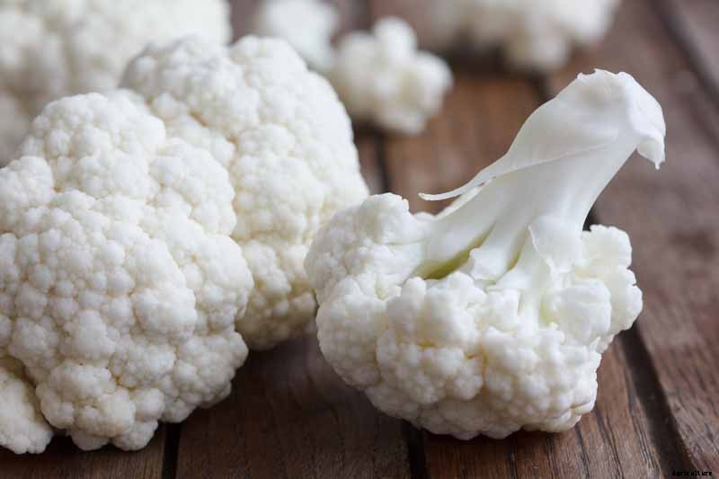 When and How to Harvest Cauliflower
