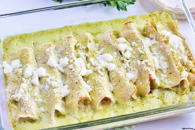 When and How to Harvest Cauliflower