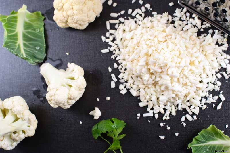 When and How to Harvest Cauliflower