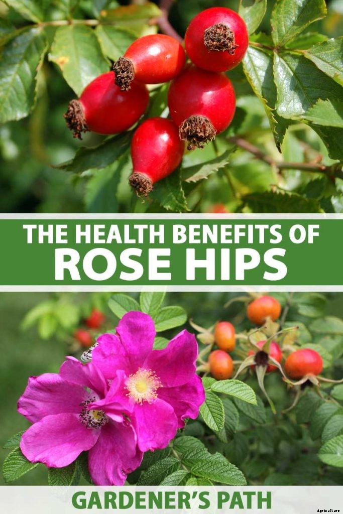 Health Benefits of Rose Hips