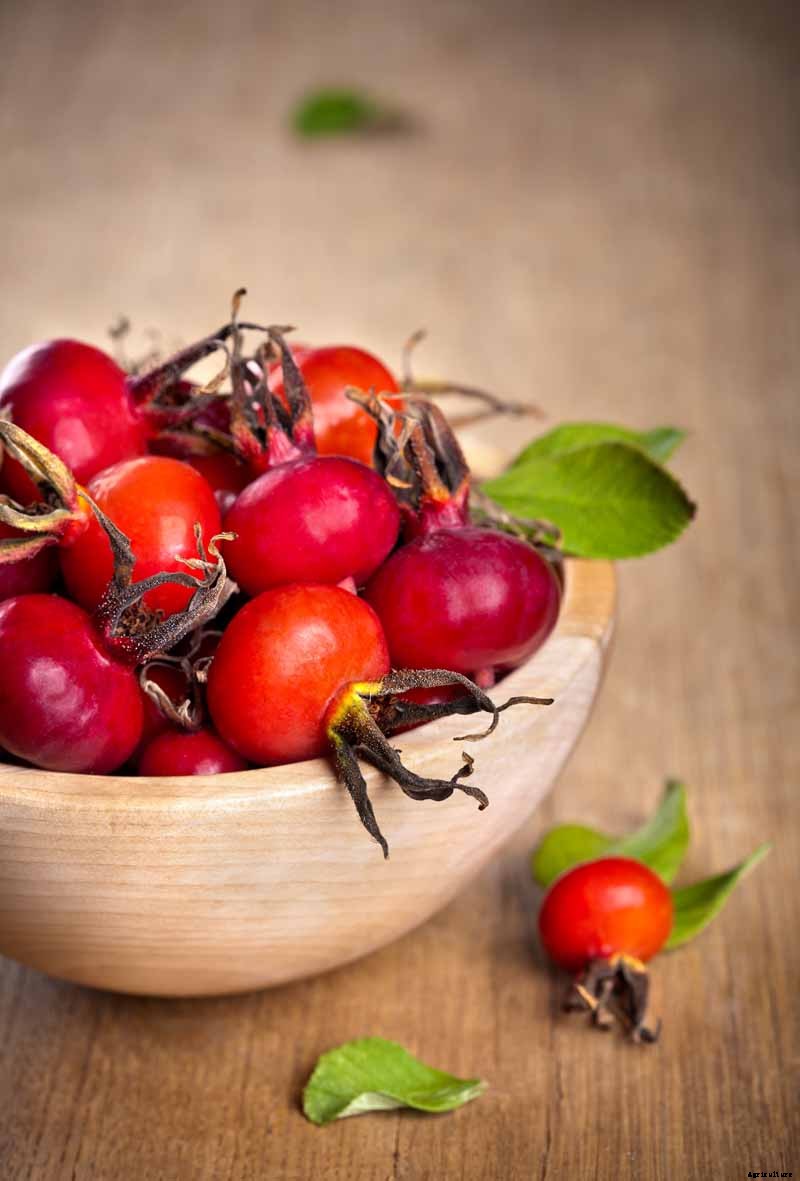 Health Benefits of Rose Hips