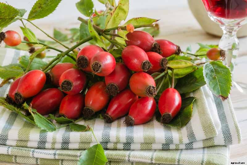 Health Benefits of Rose Hips