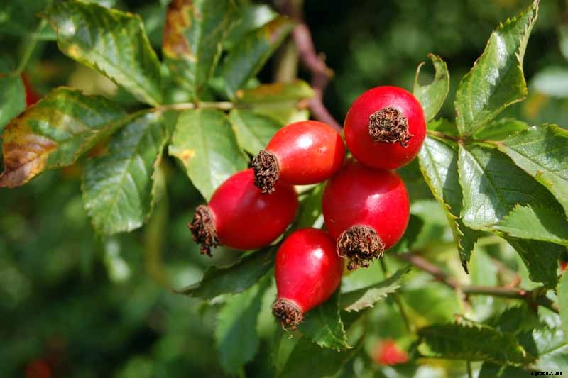 Health Benefits of Rose Hips