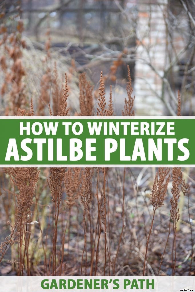 How to Winterize Astilbe Plants: 5 Easy Steps