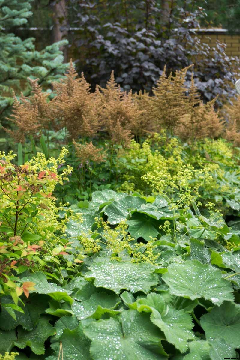 How to Winterize Astilbe Plants: 5 Easy Steps