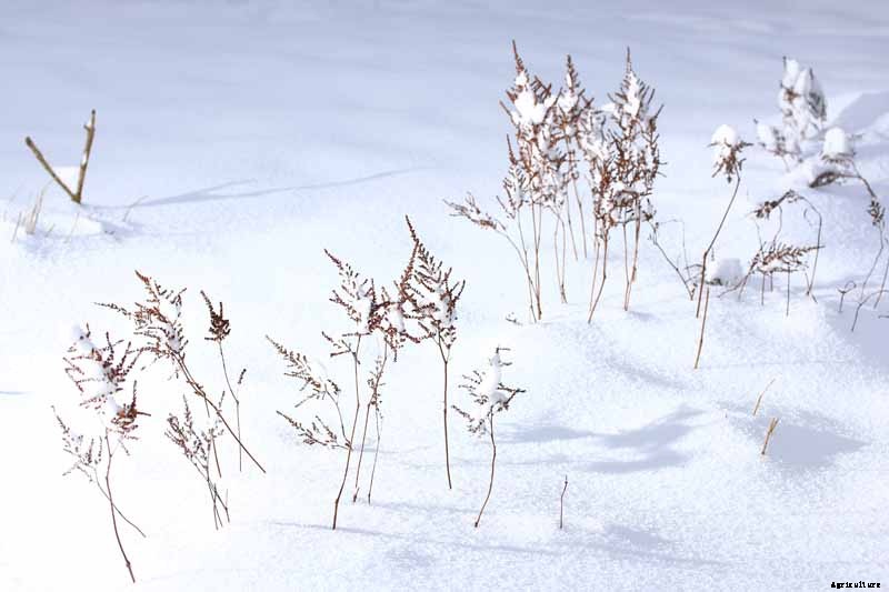 How to Winterize Astilbe Plants: 5 Easy Steps