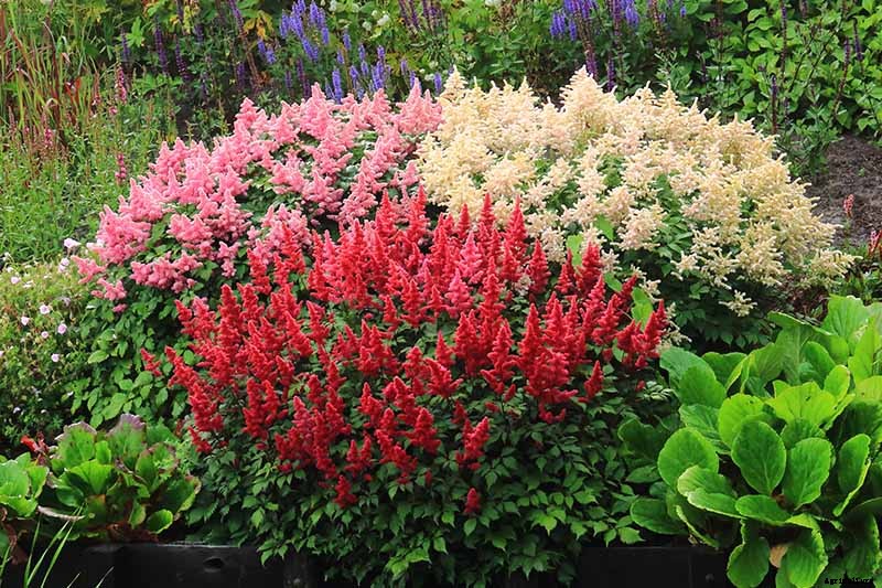 How to Winterize Astilbe Plants: 5 Easy Steps