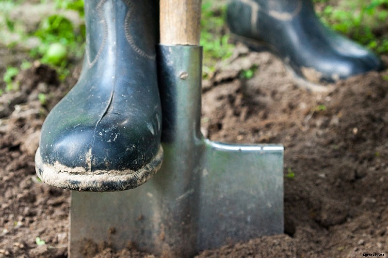 How to Winterize Astilbe Plants: 5 Easy Steps
