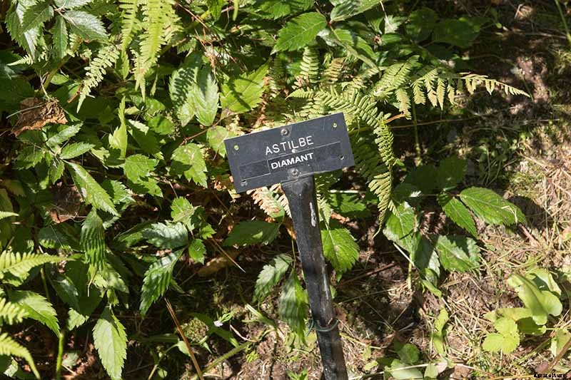 How to Winterize Astilbe Plants: 5 Easy Steps