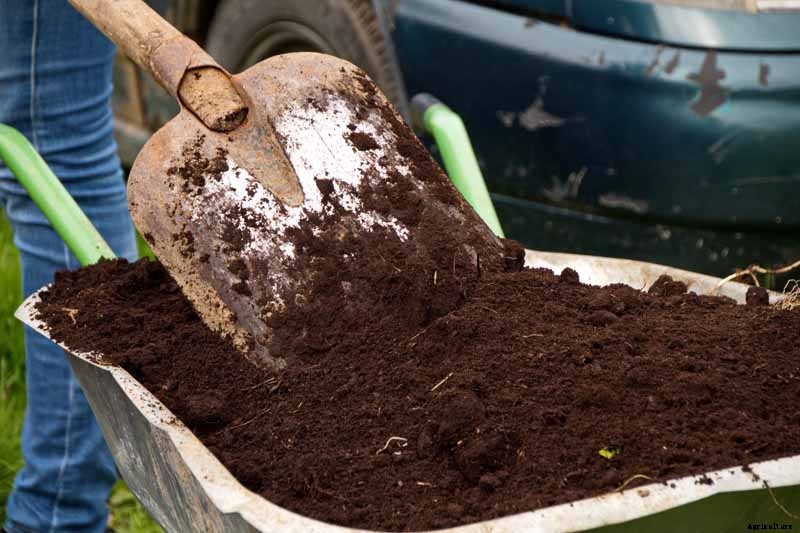How to Winterize Astilbe Plants: 5 Easy Steps