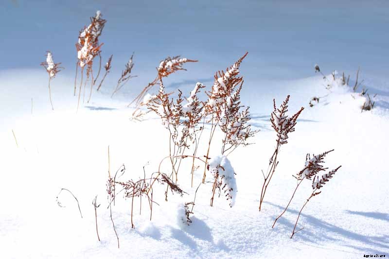 How to Winterize Astilbe Plants: 5 Easy Steps