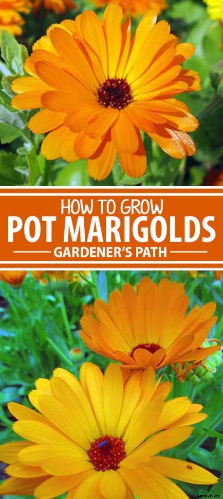 How to Grow Pot Marigold (Calendula) Flowers
