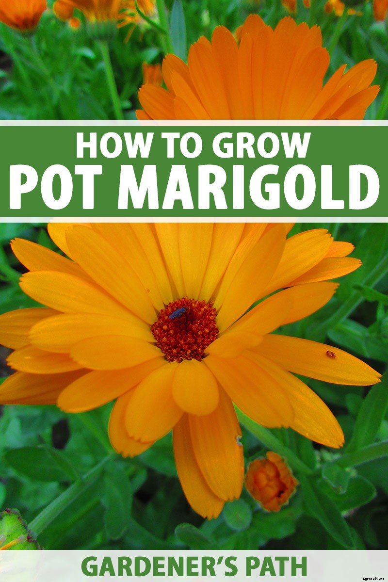How to Grow Pot Marigold (Calendula) Flowers