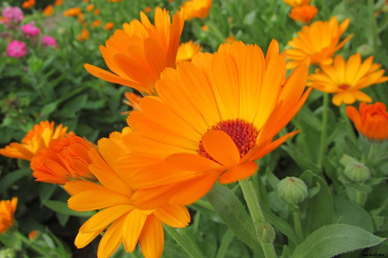 How to Grow Pot Marigold (Calendula) Flowers