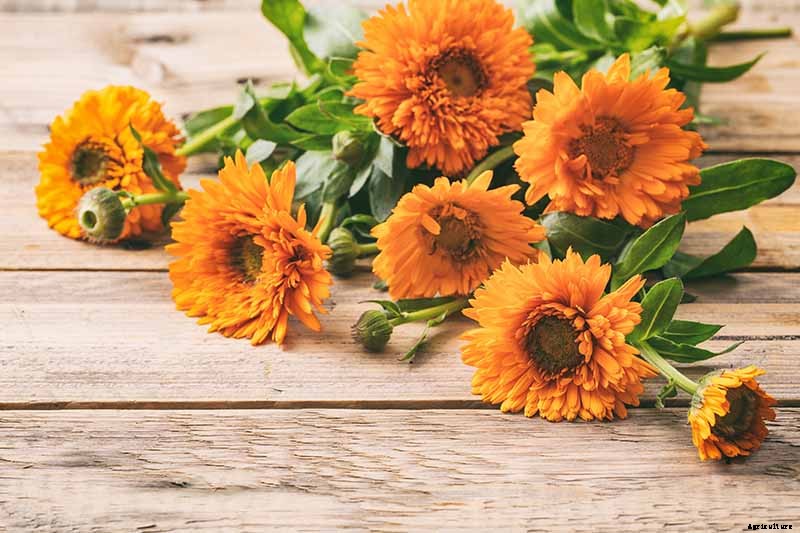 How to Grow Pot Marigold (Calendula) Flowers