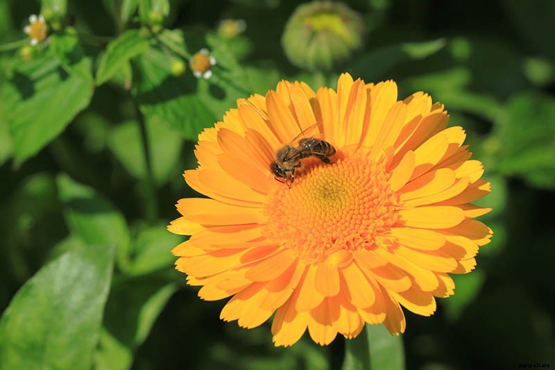 How to Grow Pot Marigold (Calendula) Flowers