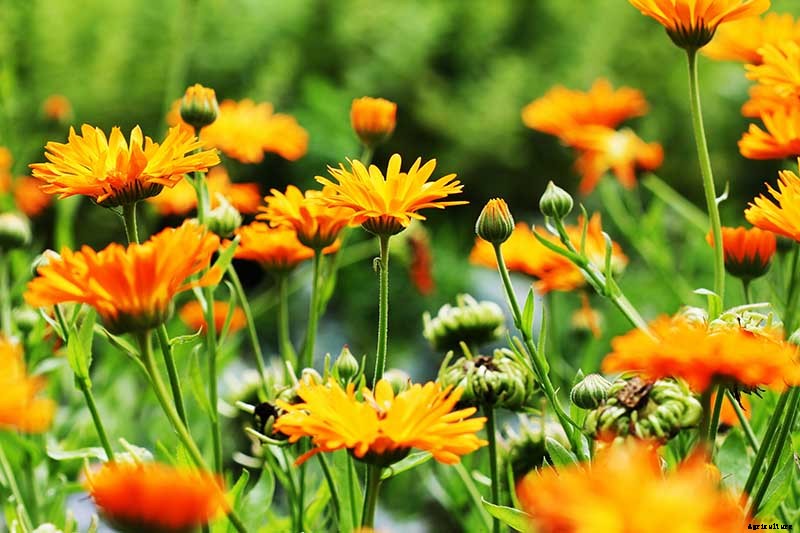 How to Grow Pot Marigold (Calendula) Flowers