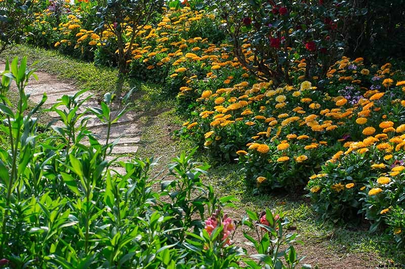 How to Grow Pot Marigold (Calendula) Flowers