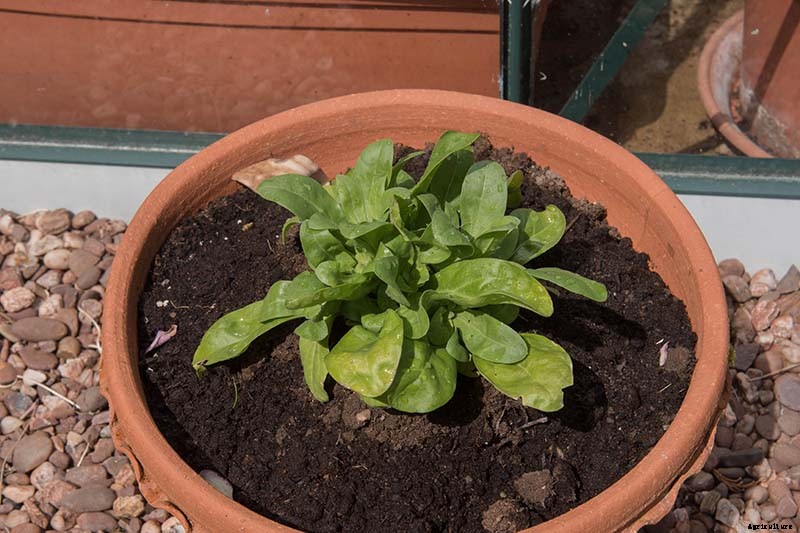 How to Grow Pot Marigold (Calendula) Flowers