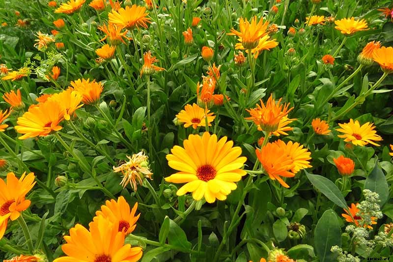 How to Grow Pot Marigold (Calendula) Flowers