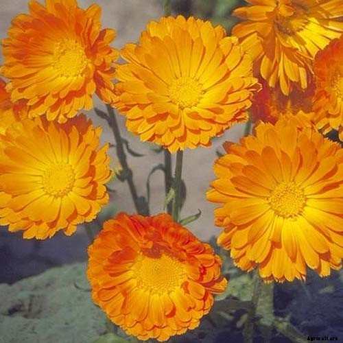 How to Grow Pot Marigold (Calendula) Flowers