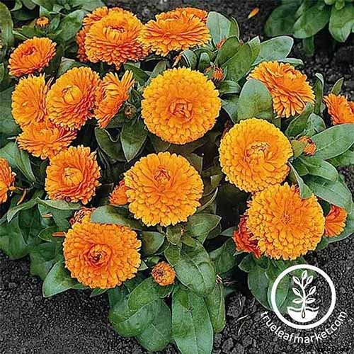How to Grow Pot Marigold (Calendula) Flowers